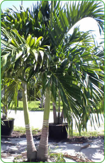 A pair of Christmas Palm Trees leaving Cove Farms.